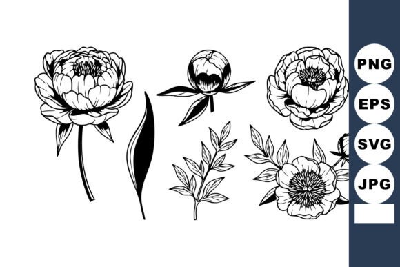 Peony Flowers Graphics & Illustrations Review